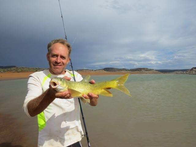 pc yellow fish1a8c480